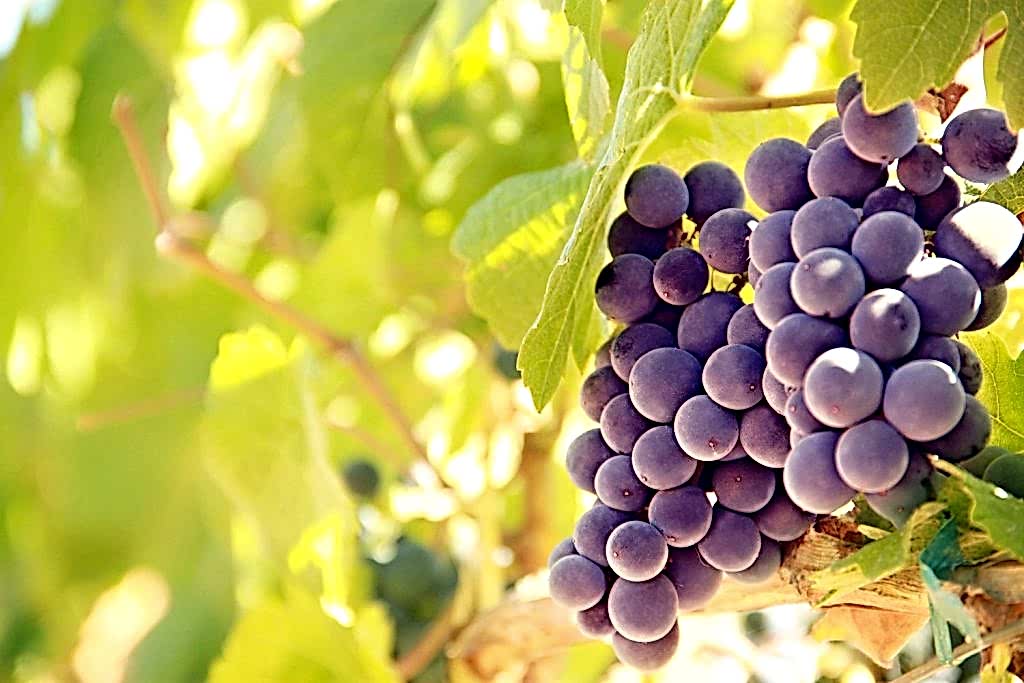 Vineyards in North Carolina